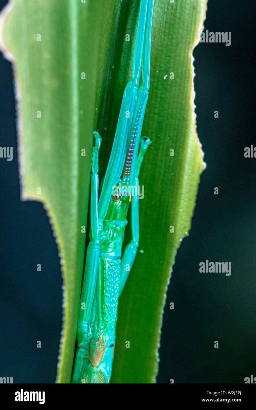 Megacrania batesii, die peppermint Stick Insect, nur in einem kleinen Teil des Daintree rainforst, Queensland, Australien gefunden Stockfoto