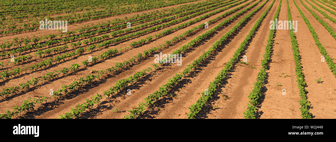 Soja Plantage Zeilen im Feld, der ökologische Landbau von Glycine max oder Sojabohnen Ernte, Panoramaaussicht Stockfoto