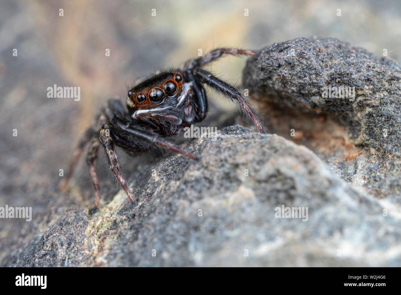 Hasarius adansoni, Haus jumper Adanson's, ist eine gemeinsame jumping Spider in warmen Klimazonen weltweit gefunden Stockfoto