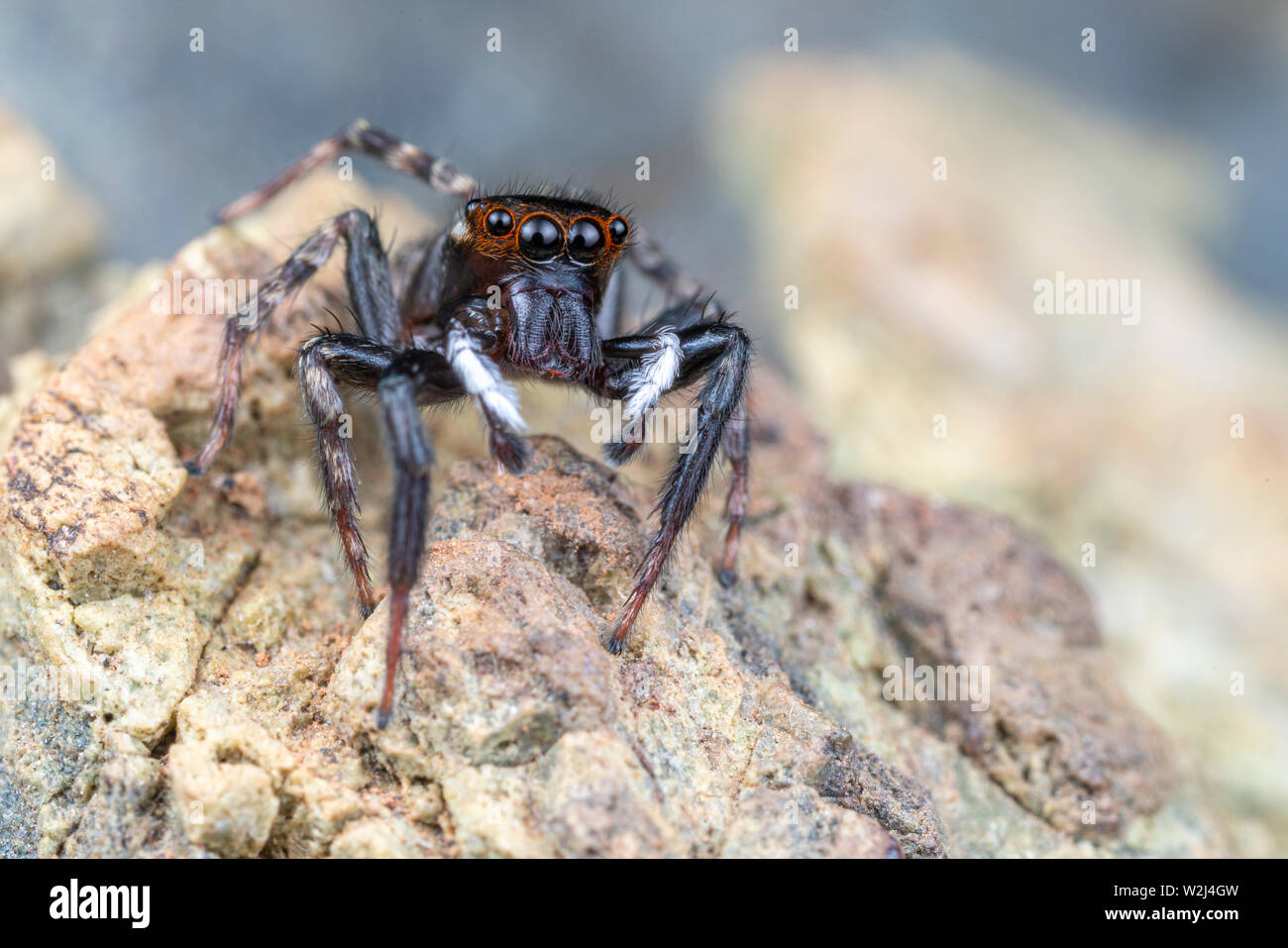 Hasarius adansoni, Haus jumper Adanson's, ist eine gemeinsame jumping Spider in warmen Klimazonen weltweit gefunden Stockfoto