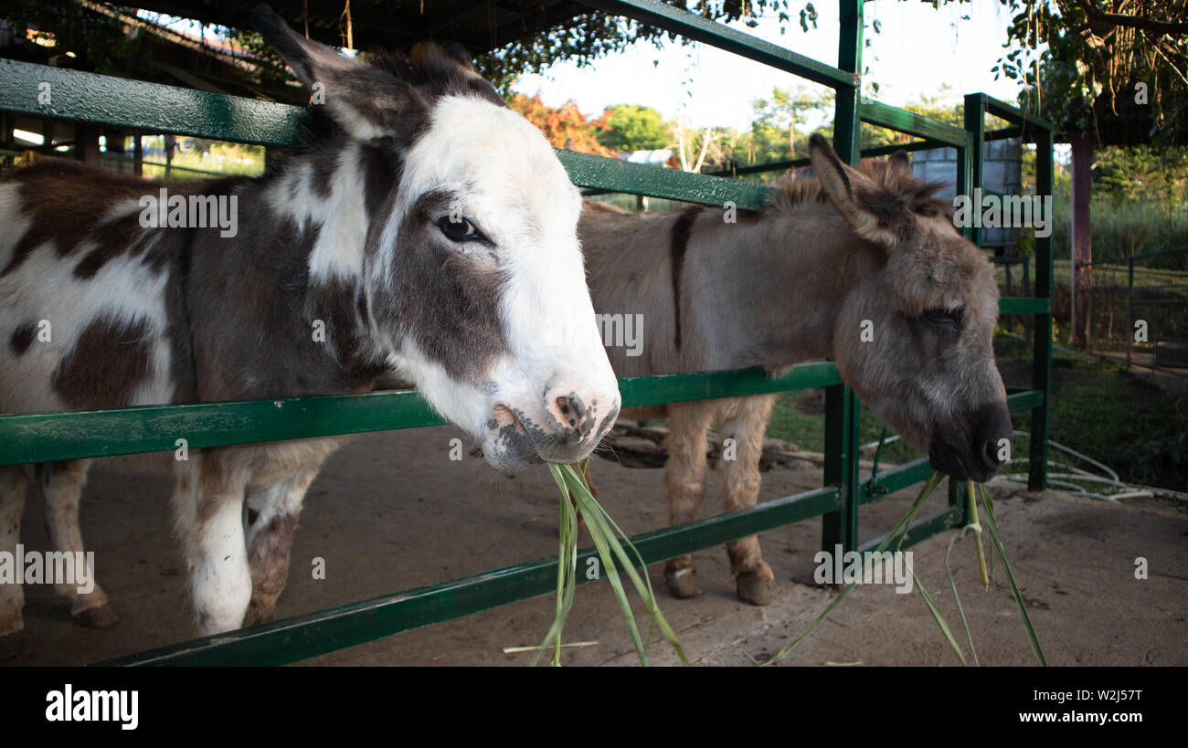 Zwei Esel essen Gras Stockfoto