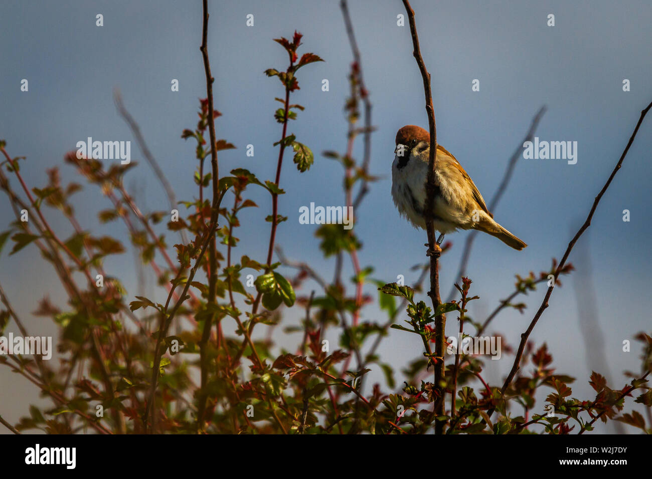 UK Feldsperling Passer montanus Rote Liste Vögel Stockfoto