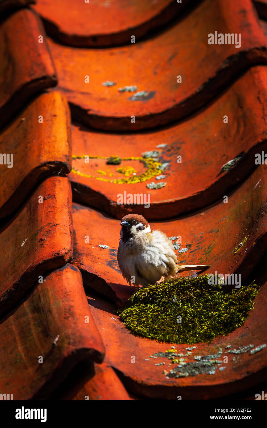 UK Feldsperling Passer montanus Rote Liste Vögel Stockfoto