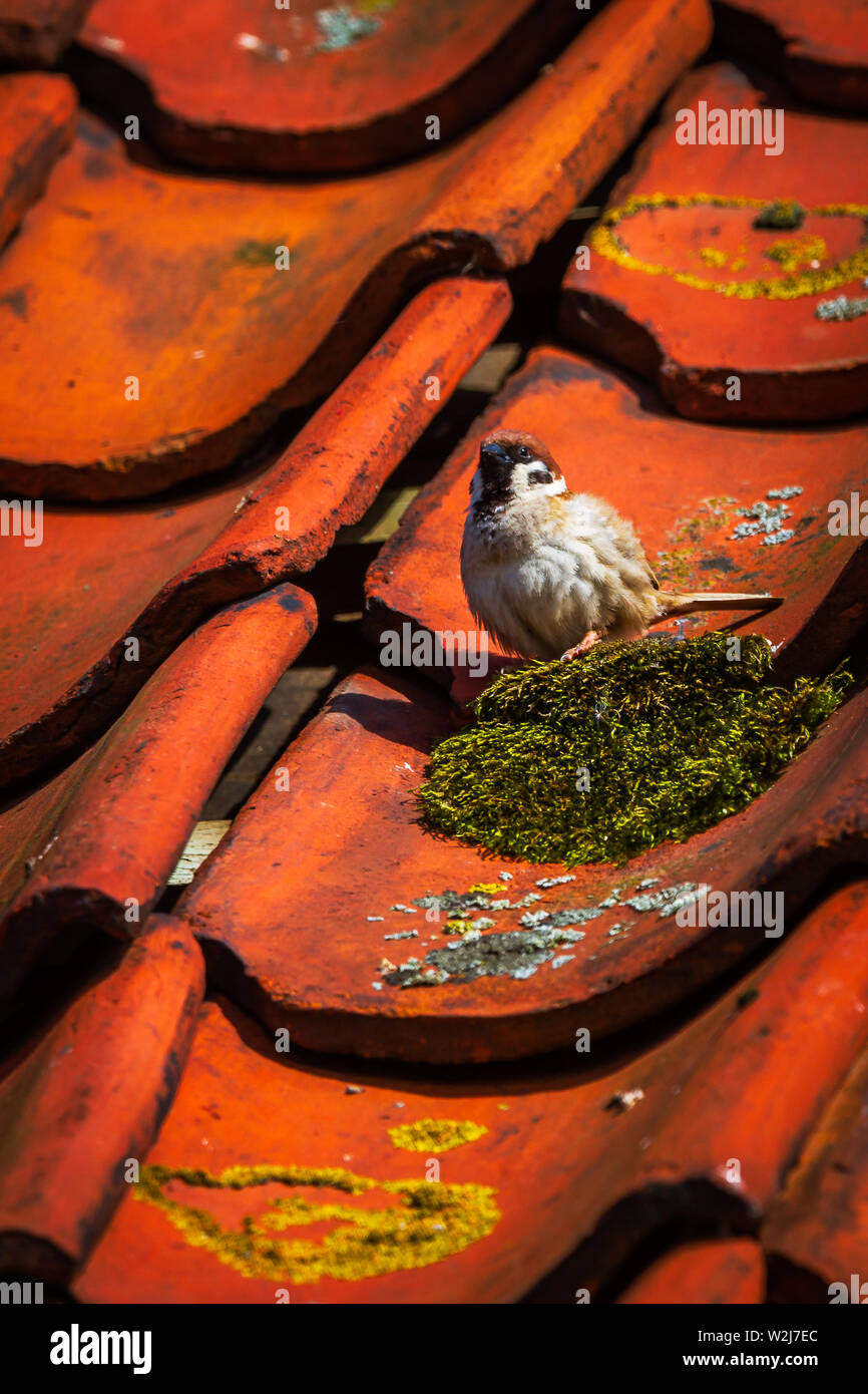 UK Feldsperling Passer montanus Rote Liste Vögel Stockfoto