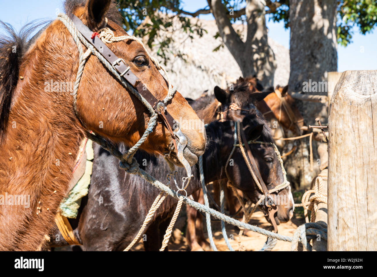 Pferde aus der Stadt Viñales, Kuba. Stockfoto