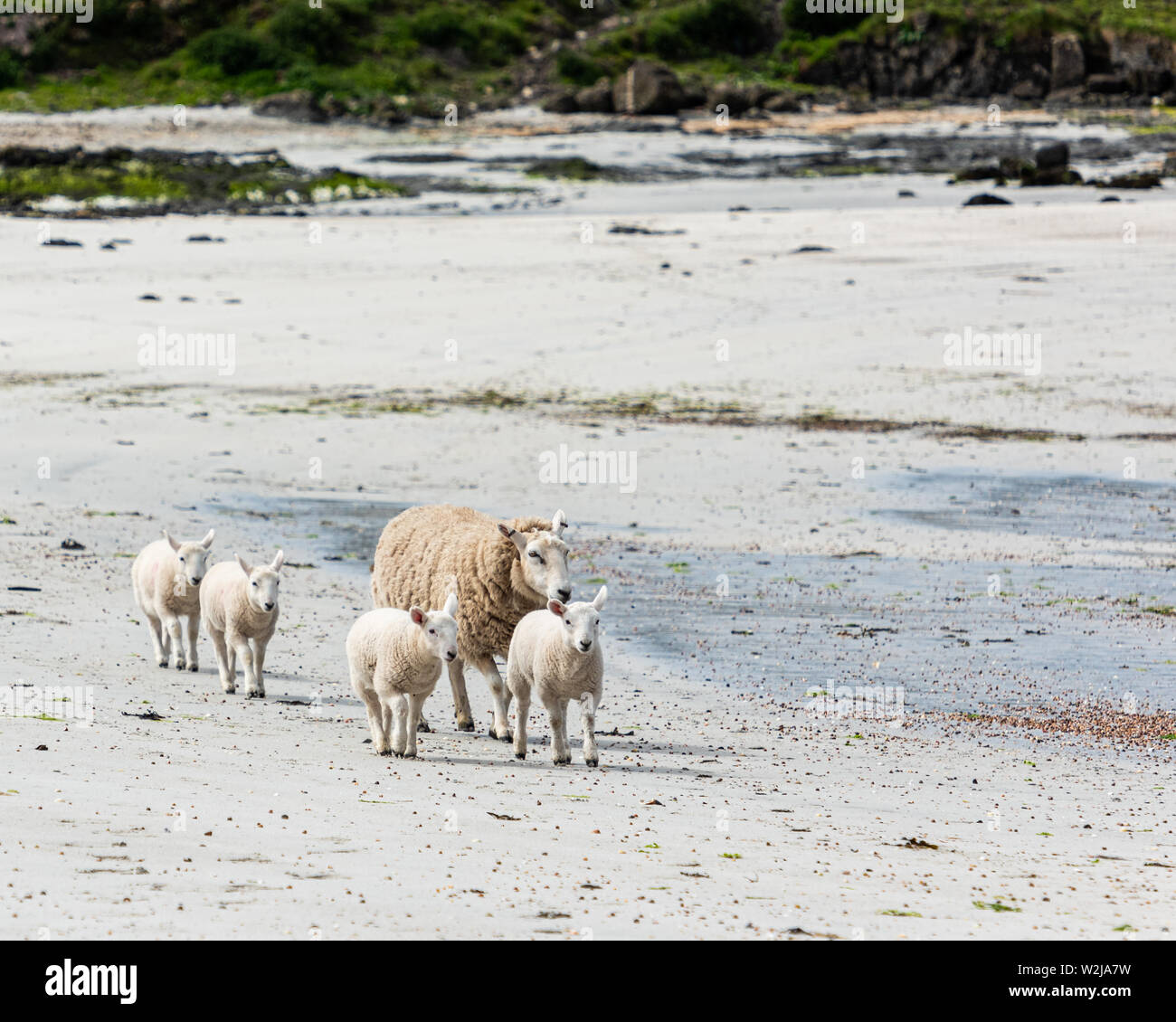 Ein Schaf und seine Lämmer in der Sonne an einem Sandstrand auf der Insel von Muck, der Teil der kleinen Inseln der Inneren Hebriden, Schottland Stockfoto