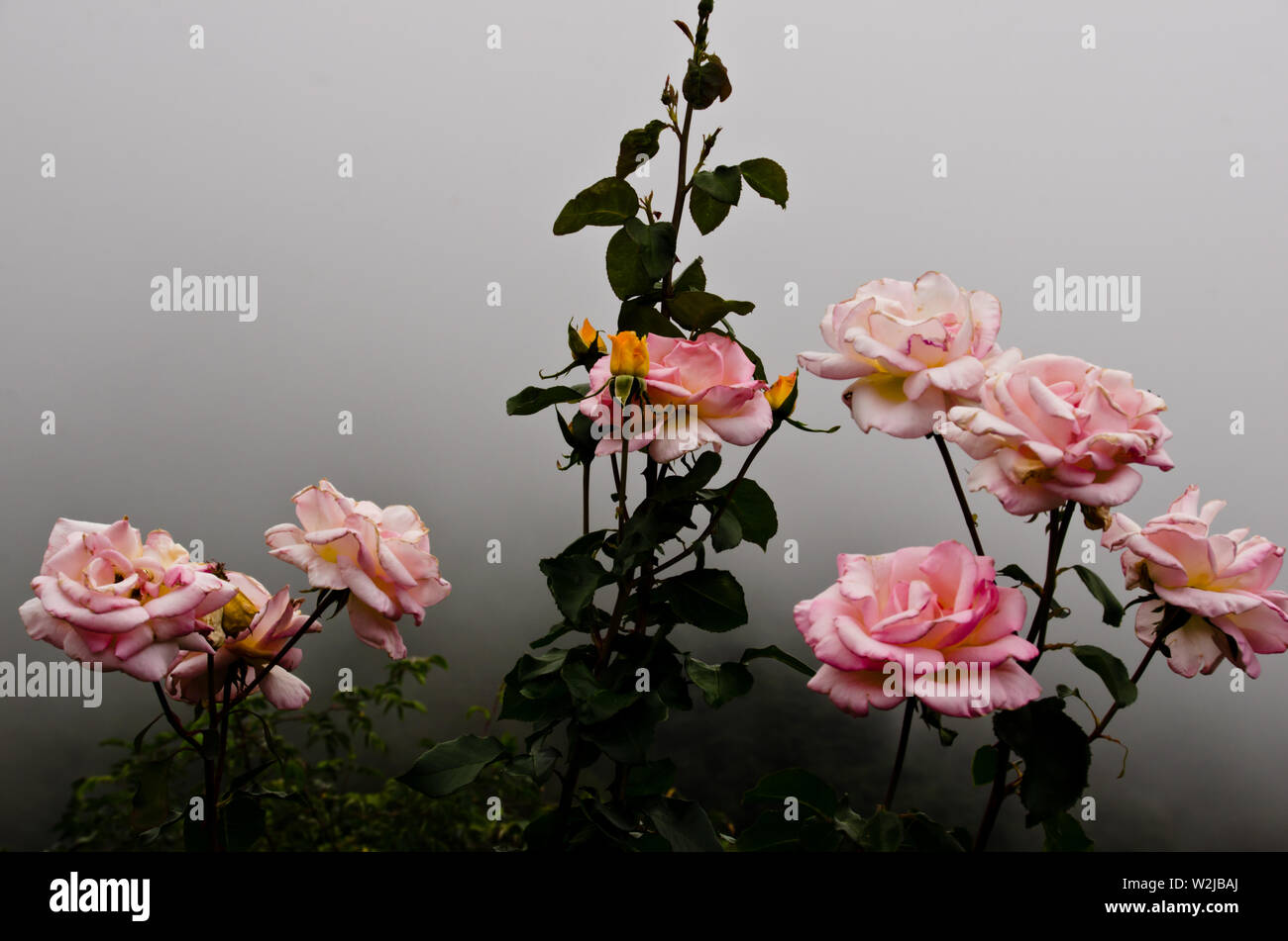 Schöne Bush aus Rosen im Nebel Stockfoto