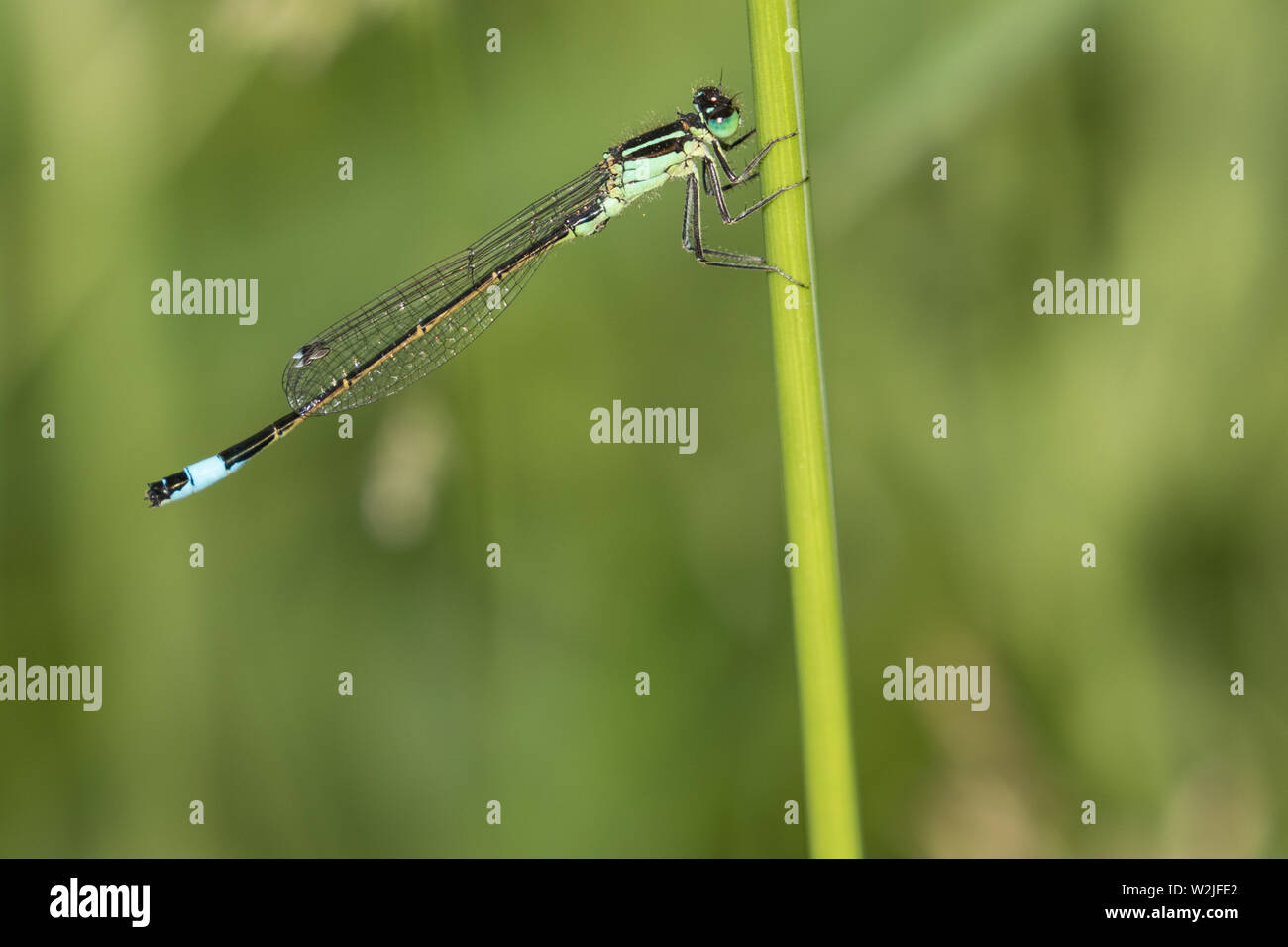 Blue-tailed Damselfly (männlich) Stockfoto