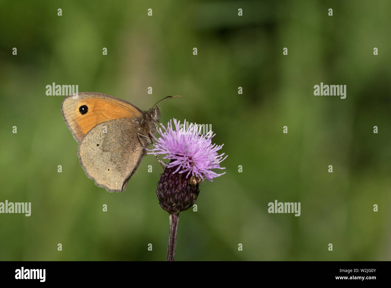 Wiese braun Butterfly (männlich) Stockfoto