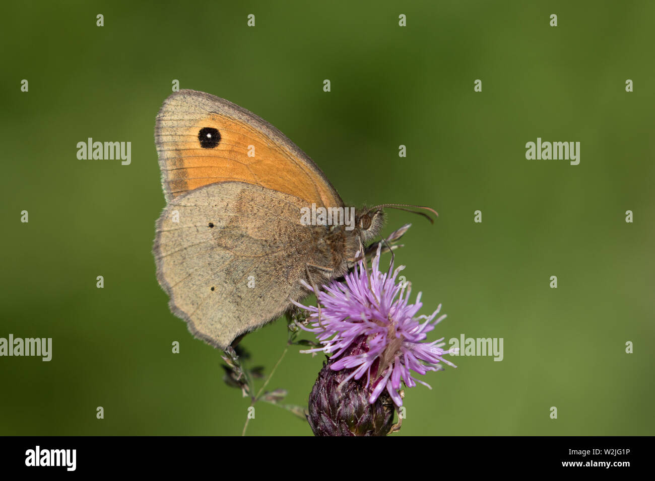 Wiese braun Butterfly (männlich) Stockfoto