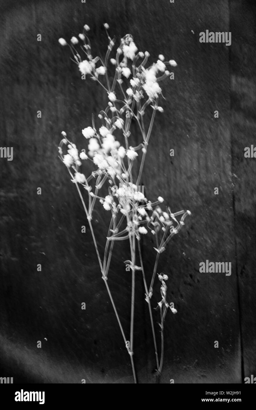 Trockene Blumen aus Fokus auf dunklem Hintergrund Stockfoto