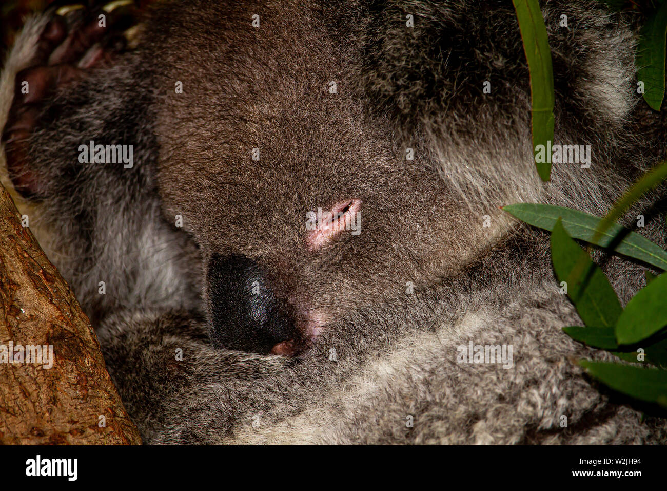 Koala Creek in Longleat Safari Park, Großbritannien Stockfoto