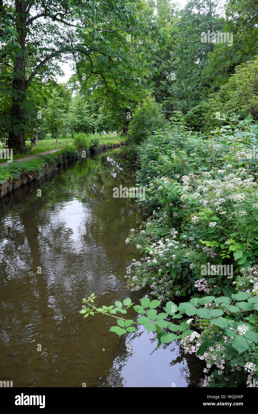 Blackberry Büsche brambles in Blume von einem Bach und Bäume im Juni in Bute Park Cardiff Wales UK KATHY DEWITT Stockfoto