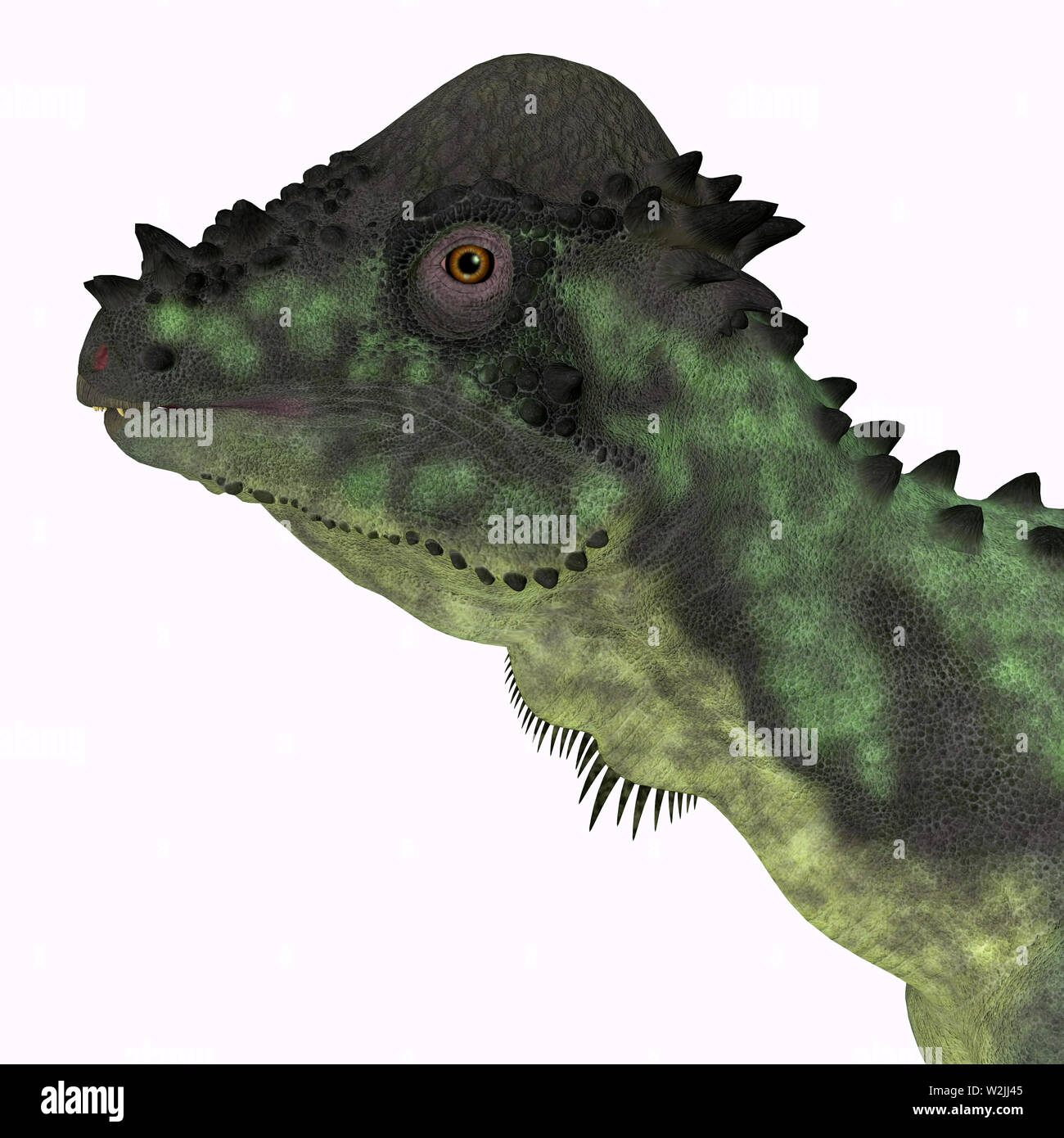 Pachycephalosaurus war ein allesfresser Dinosaurier, die in Nordamerika in der Kreidezeit lebten. Stockfoto