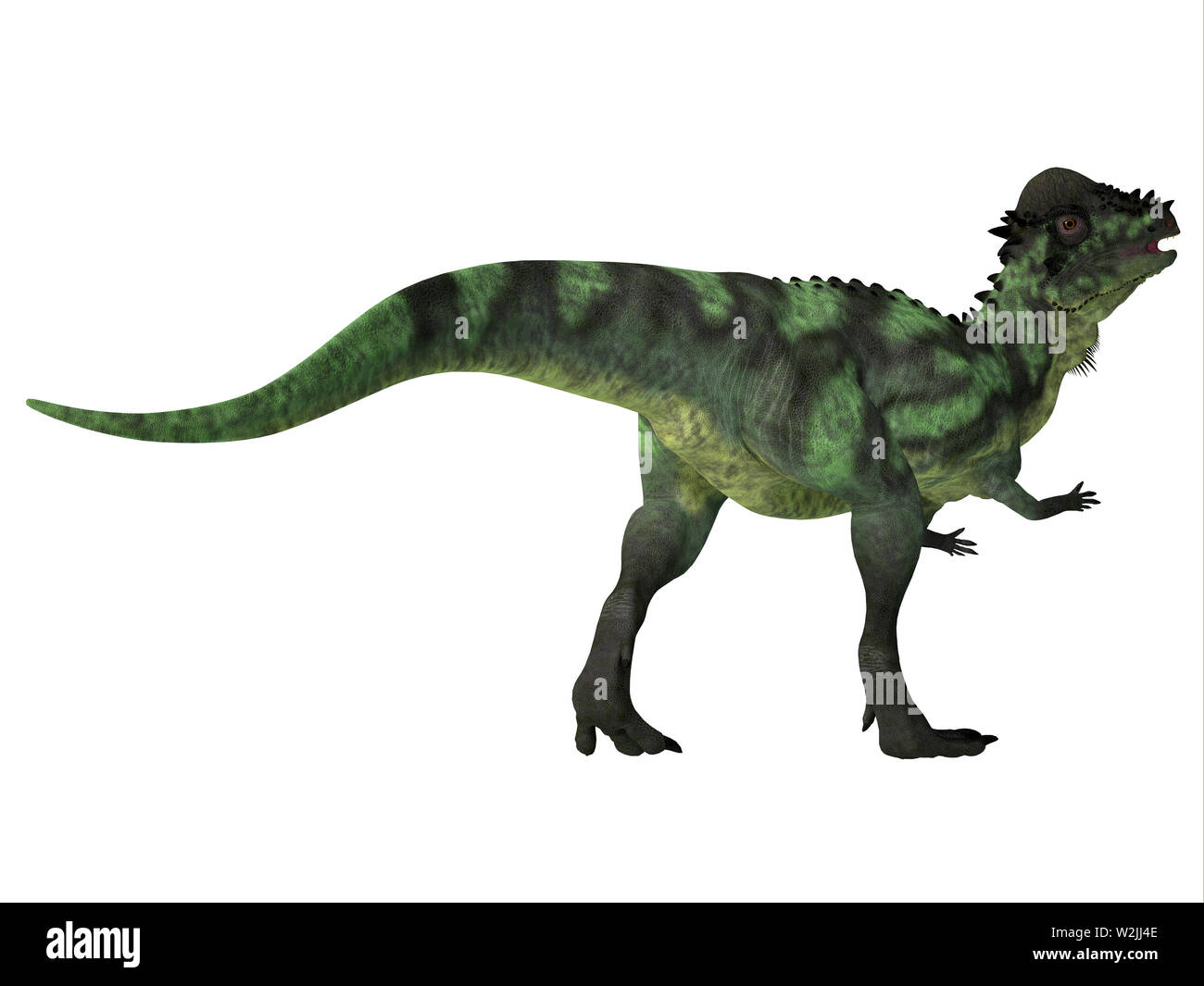 Pachycephalosaurus war ein allesfresser Dinosaurier, die in Nordamerika in der Kreidezeit lebten. Stockfoto