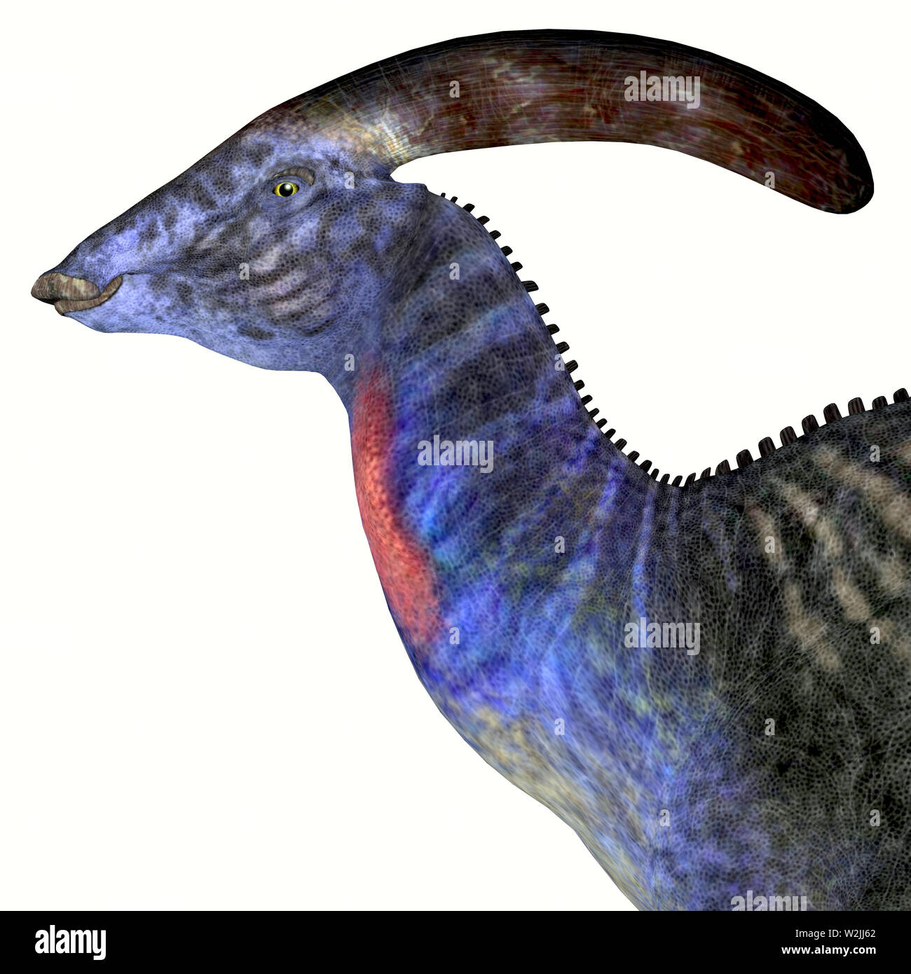 Parasaurolophus mit einer kranial Crest war ein Pflanzenfresser Hadrosaur Dinosaurier, die in Nordamerika in der Kreidezeit lebten. Stockfoto