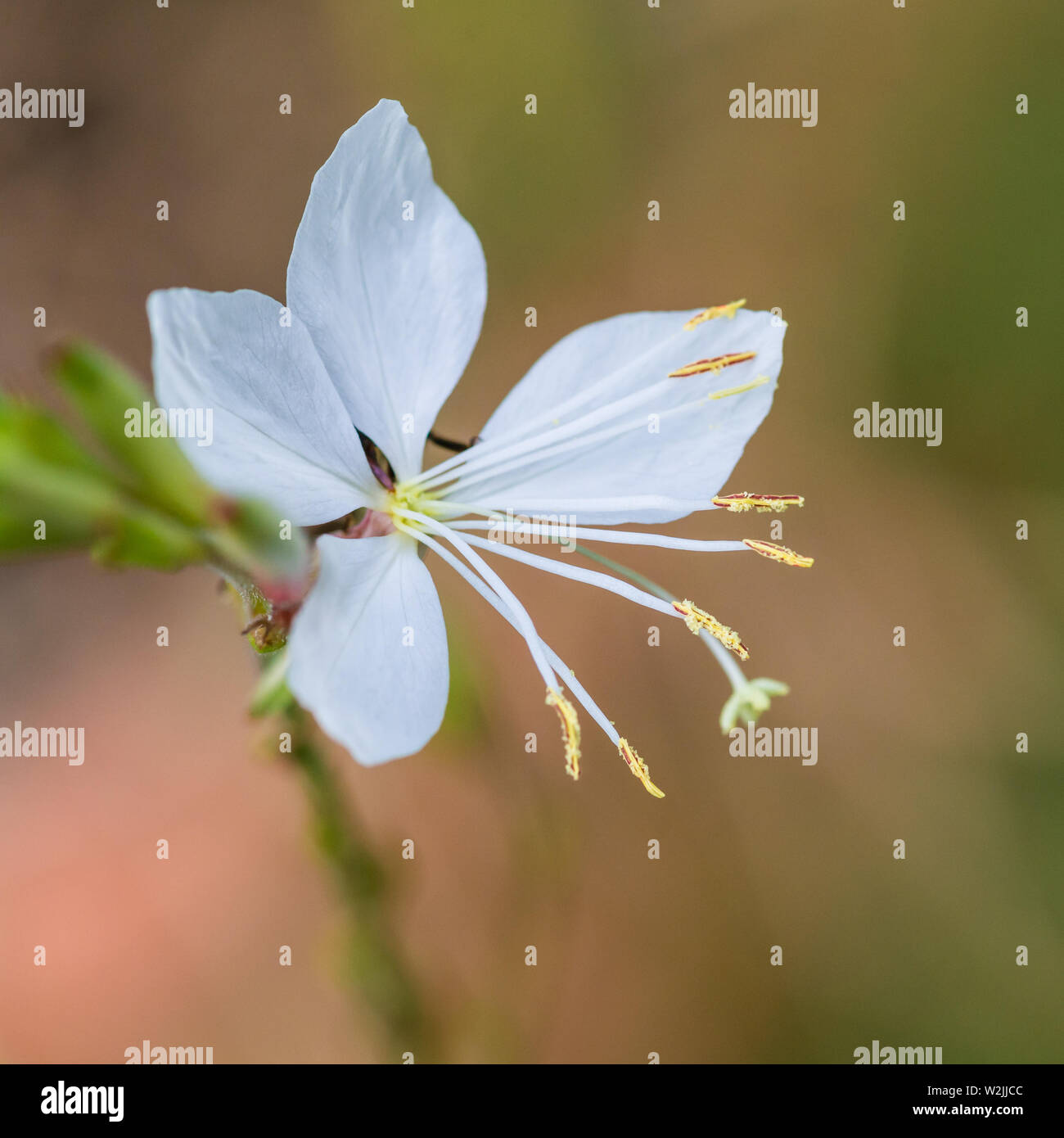 Eine Makroaufnahme eines weißen guara die Braut blühen. Stockfoto