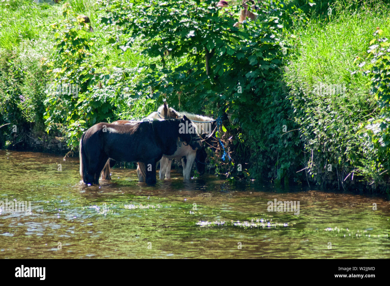 Appleby Pferdemesse Stockfoto