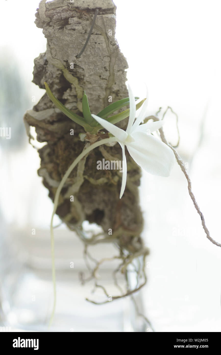 Die Motte bestäubt Blume des Angraecum rutenbergianum Stockfoto