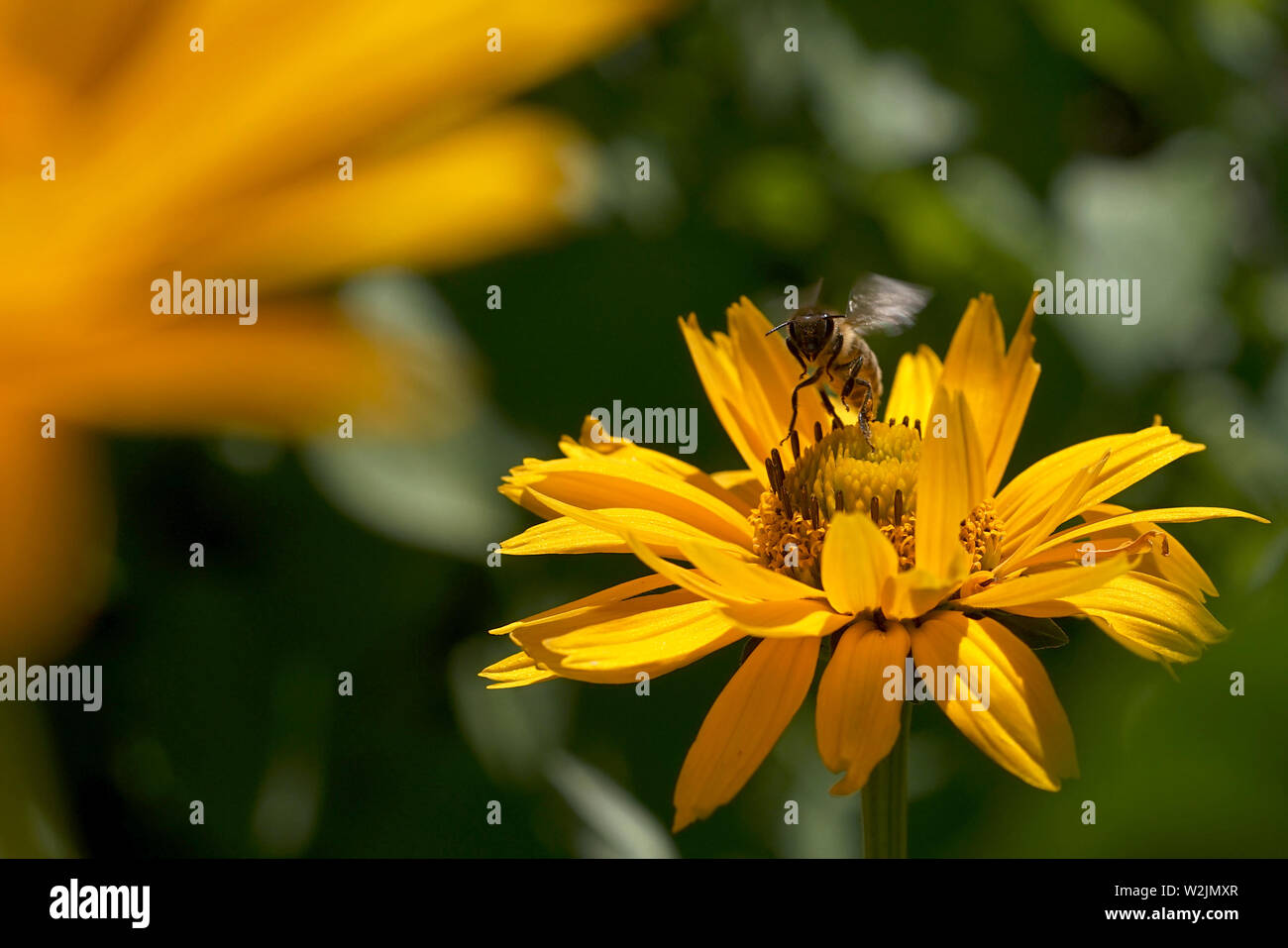 Die Biene zieht aus der Blume Stockfoto