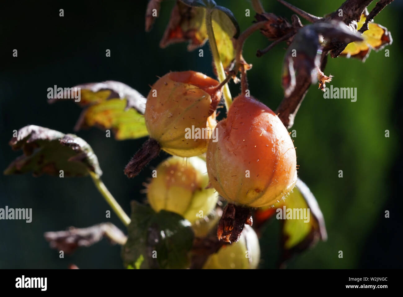 Goosberry Früchte durch Hitze zerstört Stockfoto