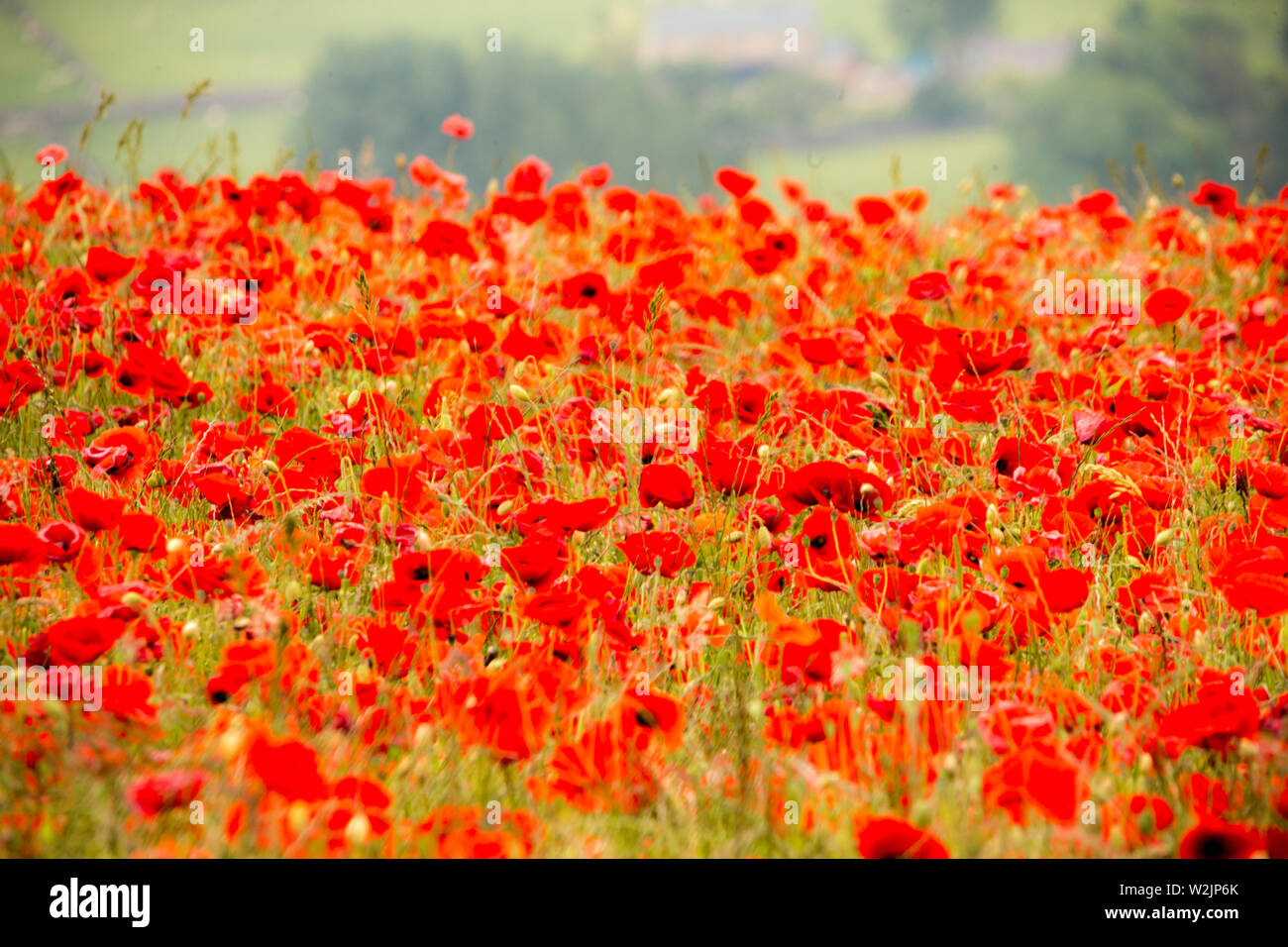 Schöne rote und weiße Mohnblumen in der Derbyshire Landschaft. Stockfoto