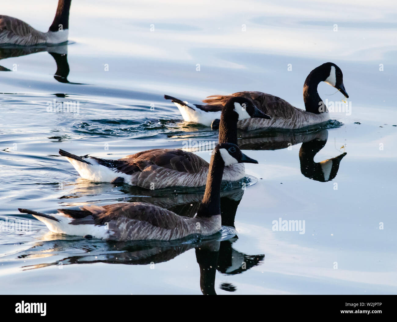 Gänse in den frühen Morgenstunden in Portsmouth Olympic Harbour, Kingston, Ontario, Kanada. Stockfoto