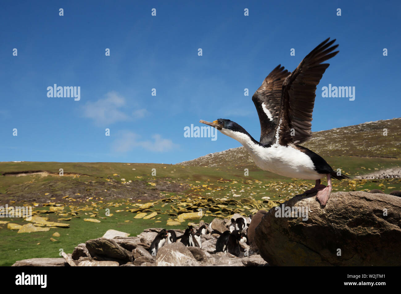 Nahaufnahme eines imperialen Shag (Leucocarbo atriceps), Falkland Inseln. Stockfoto