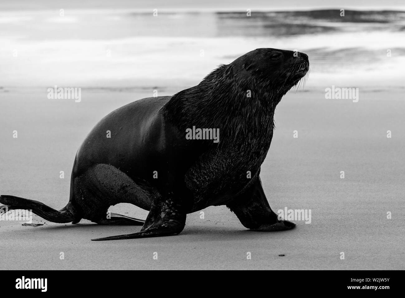 Ein Sea Lion kommt an Land in Surat Bay, die Catlins, Südinsel, Neuseeland Stockfoto