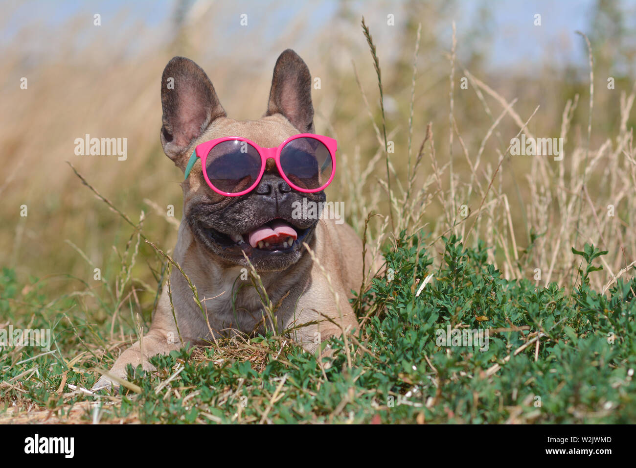 Lustig, süß und glücklich Französische Bulldogge Hund tragen rosa Sonnenbrille im Sommer beim liegen auf dem Boden vor dem Feld Struktur Stockfoto