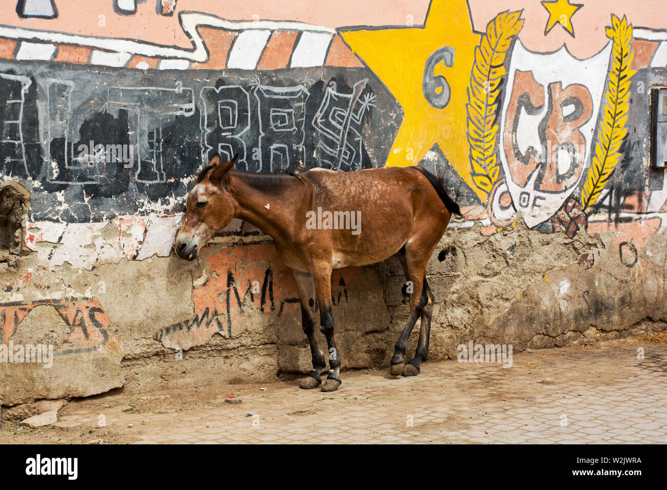 Esel stehend in einer Gasse der Medina in Marrakesch, Marokko Stockfoto