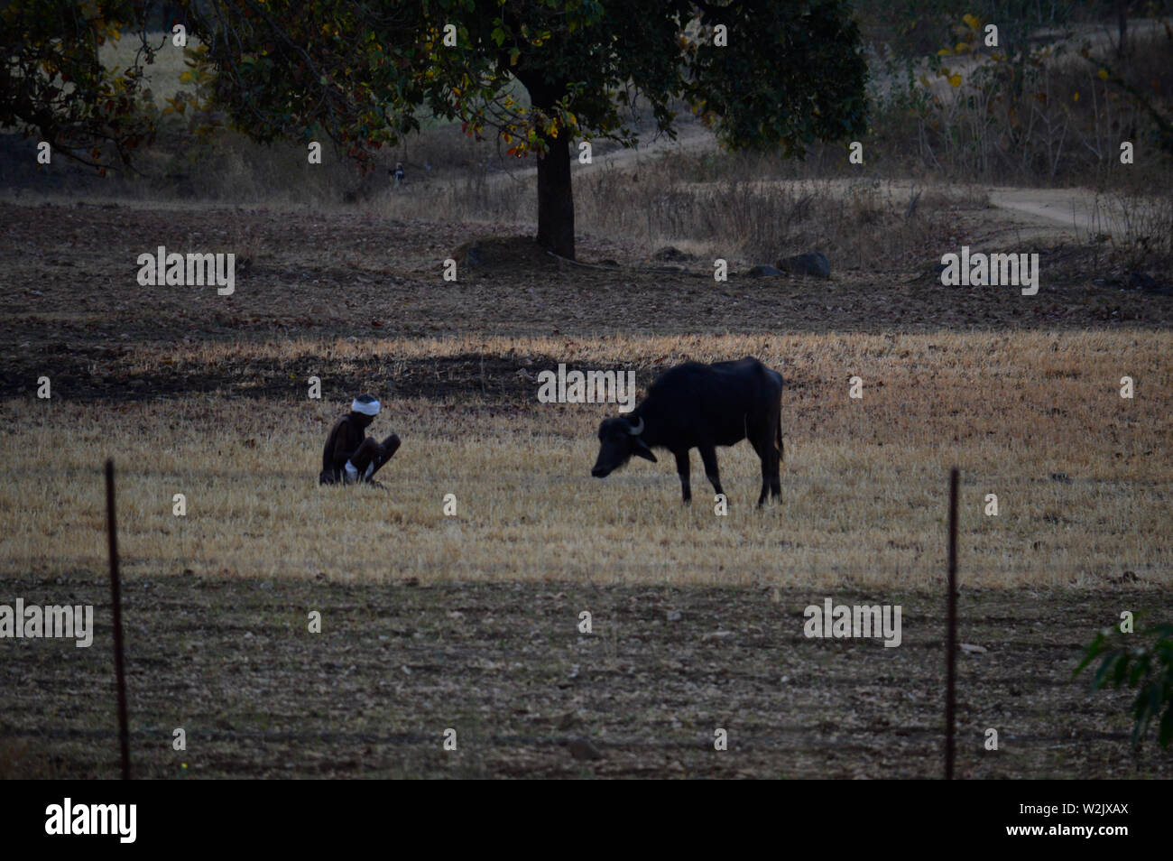 Tiere, Leben Linie der indischen Bauern Stockfoto