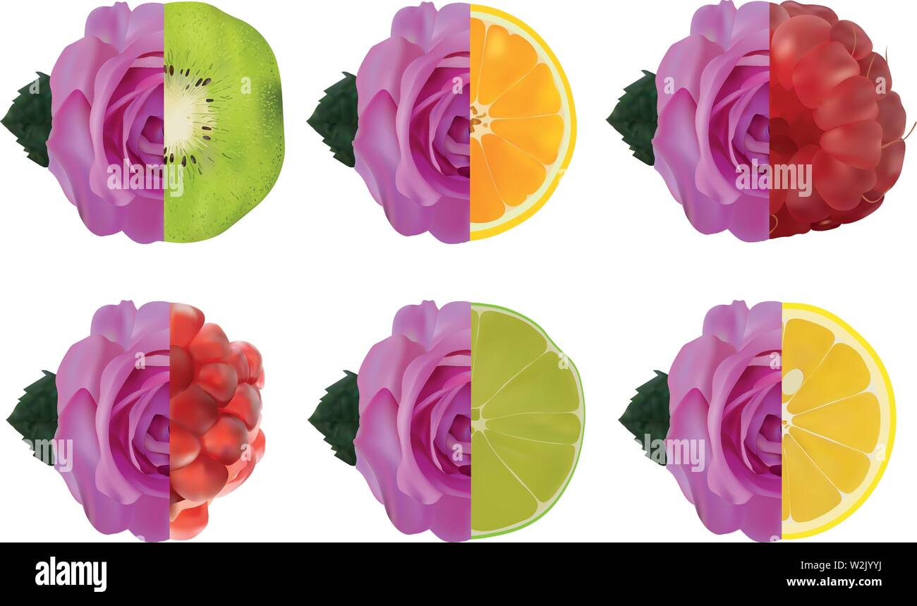 Obst und Purple Rose. Kalk-, Zitronen-, Granatapfel, Himbeere, Kiwi, Orange mit Rose. 3D-Vektor Illustration. Obst mit Rose. Stock Vektor