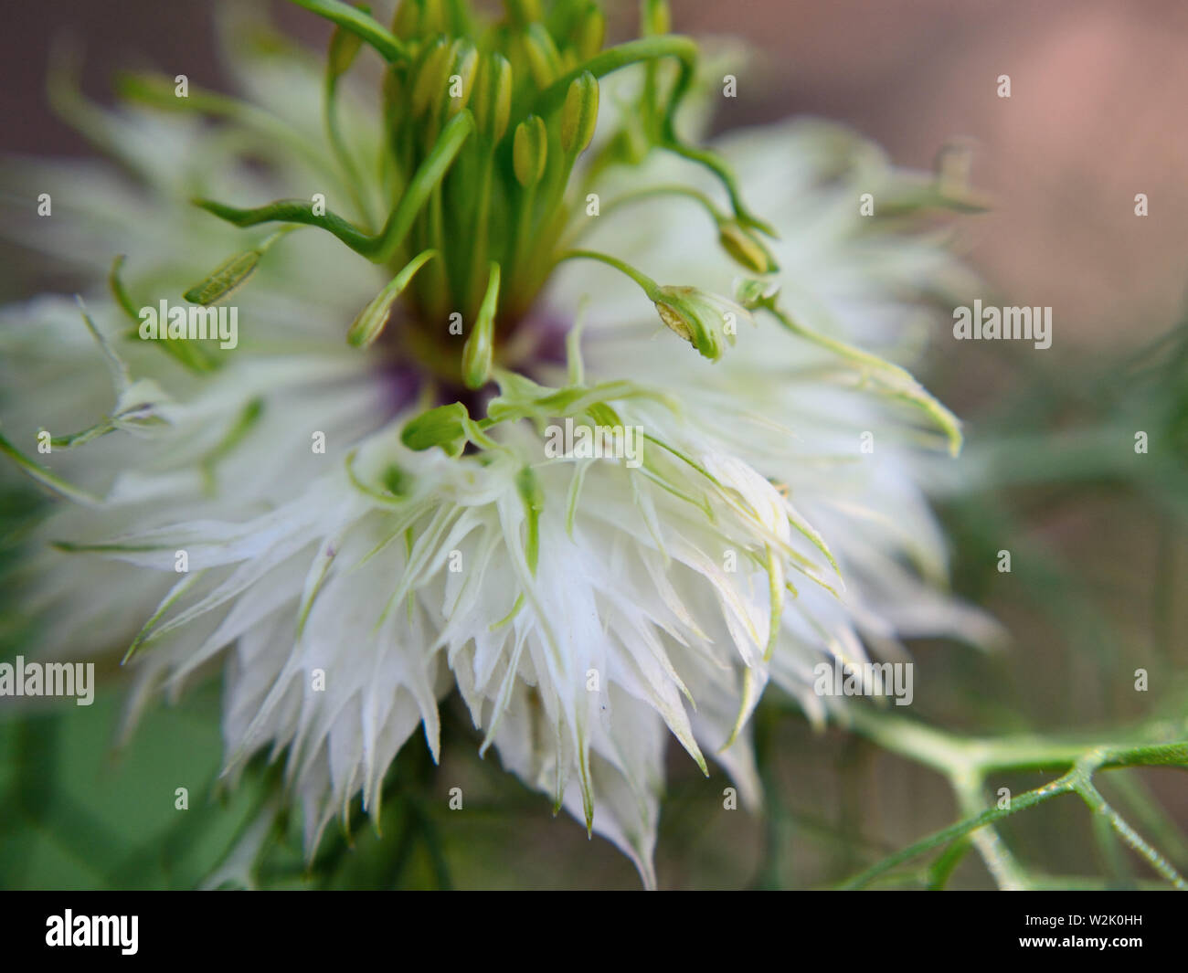 In der Nähe von weißen Nigella sativa Blüte Stockfoto