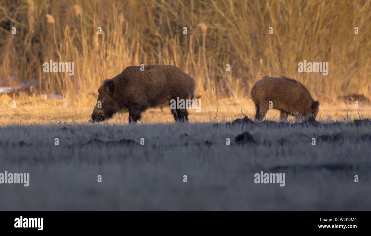 Bündel von Wildschweinen Suche u-Feld Essen in der Nähe des Waldes im Frühjahr Stockfoto