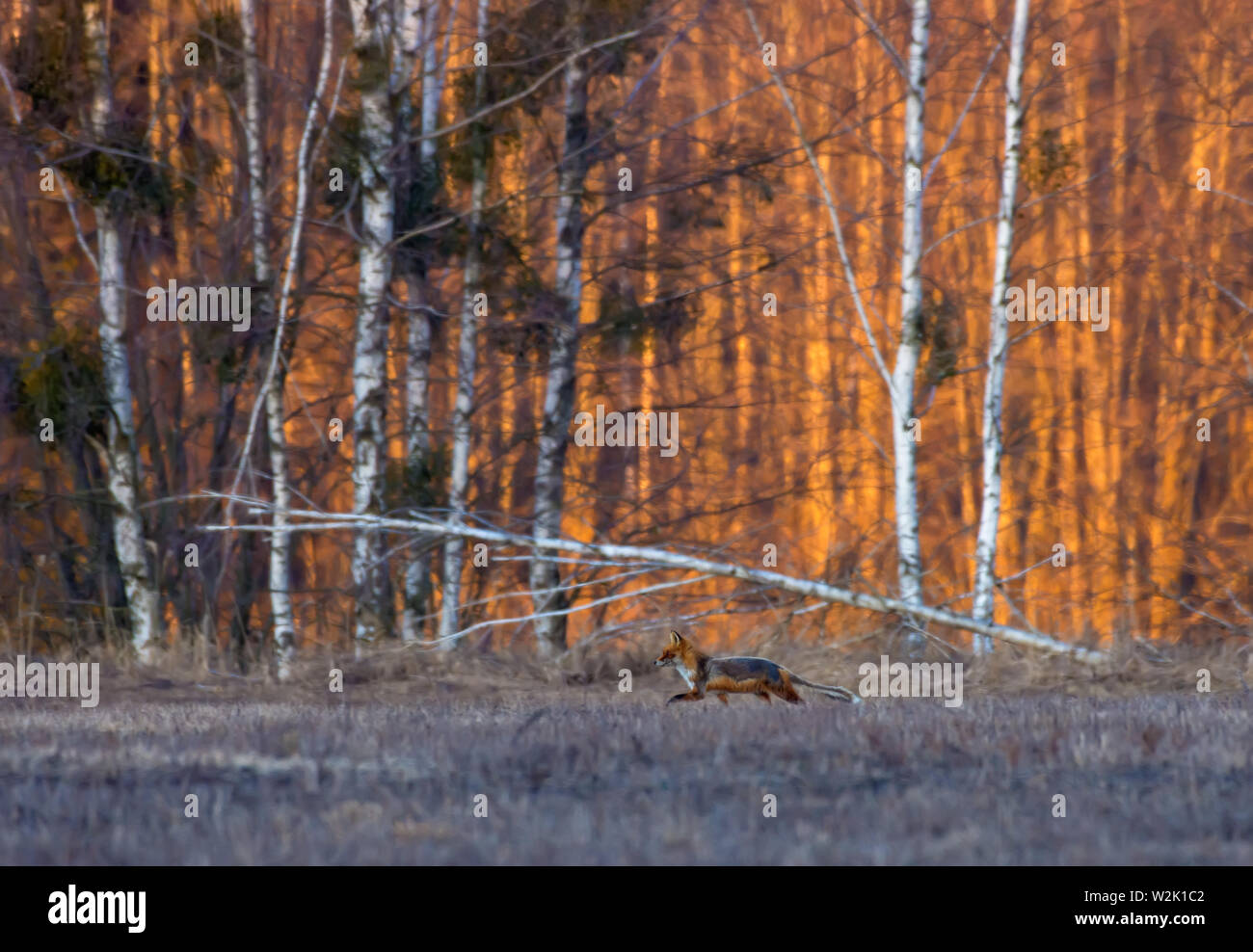 Jagd Red Fox läuft durch Gras auf der Suche nach Beute auf den Sonnenaufgang mit sehr warmen Farben Stockfoto