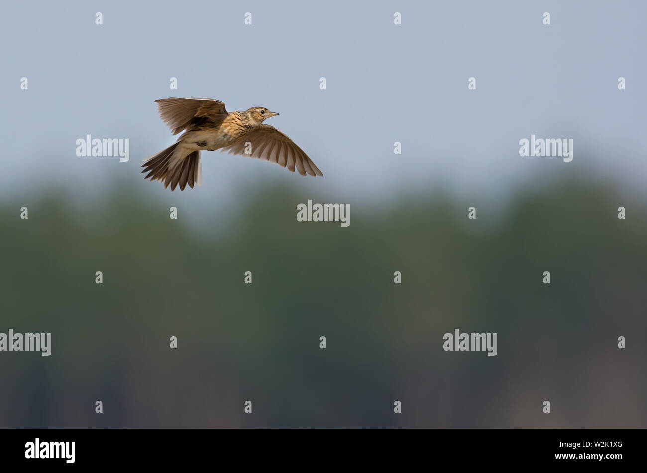 Feldlerche fliegt in den Himmel über dem Waldrand mit gestreckten Flügeln und singt den Song Stockfoto