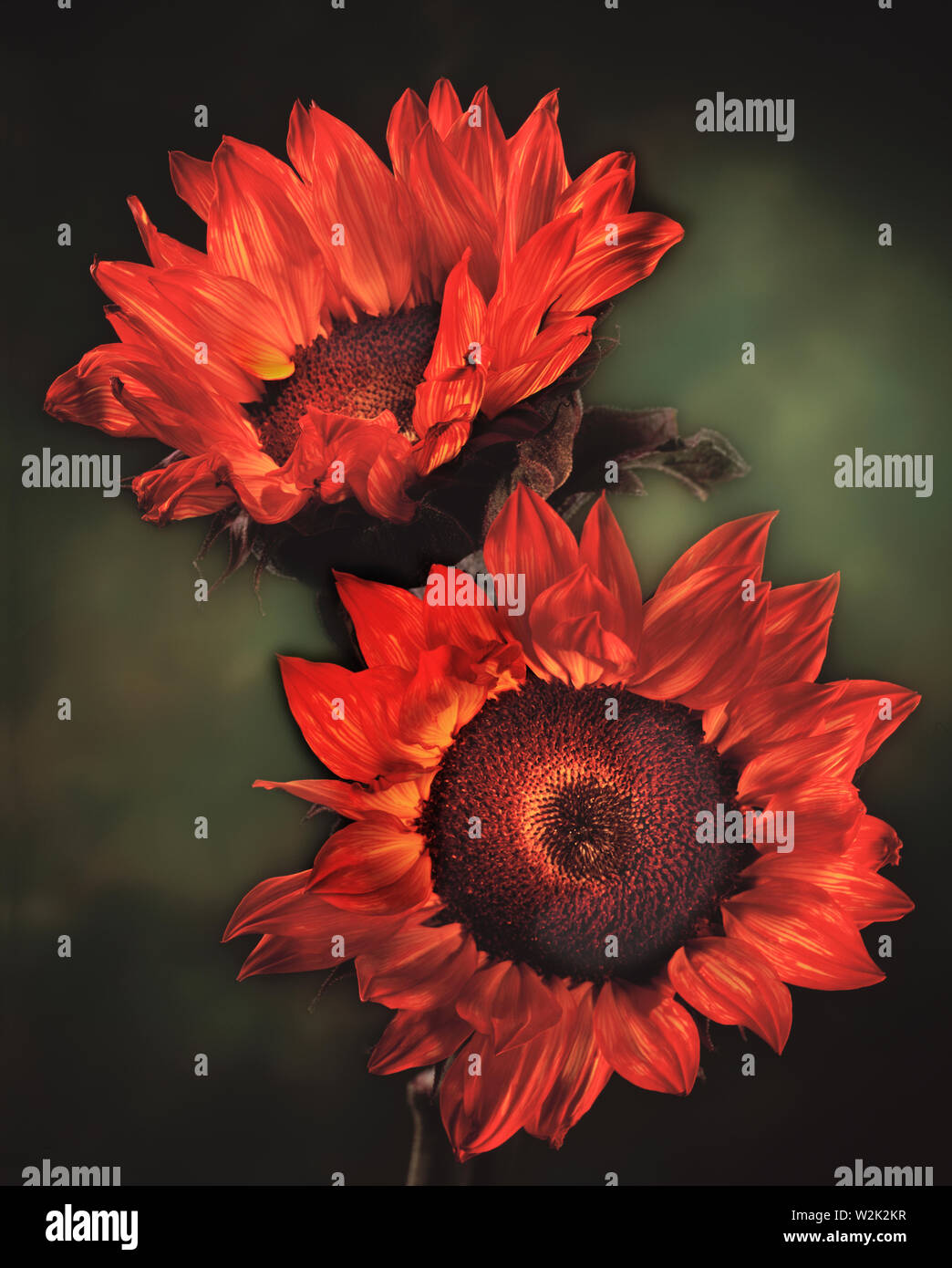 Zwei Sonnenblumen, close-up und nach links zeigen, als eine Serie von hell gestrichenen florals im Studio. Stockfoto