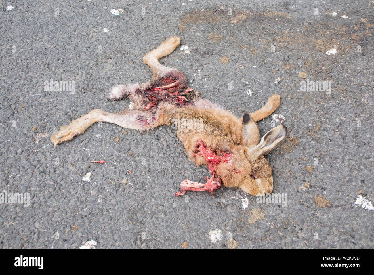 Europäische Hase oder Feldhase getötet auf einer Straße, England, Großbritannien Stockfoto