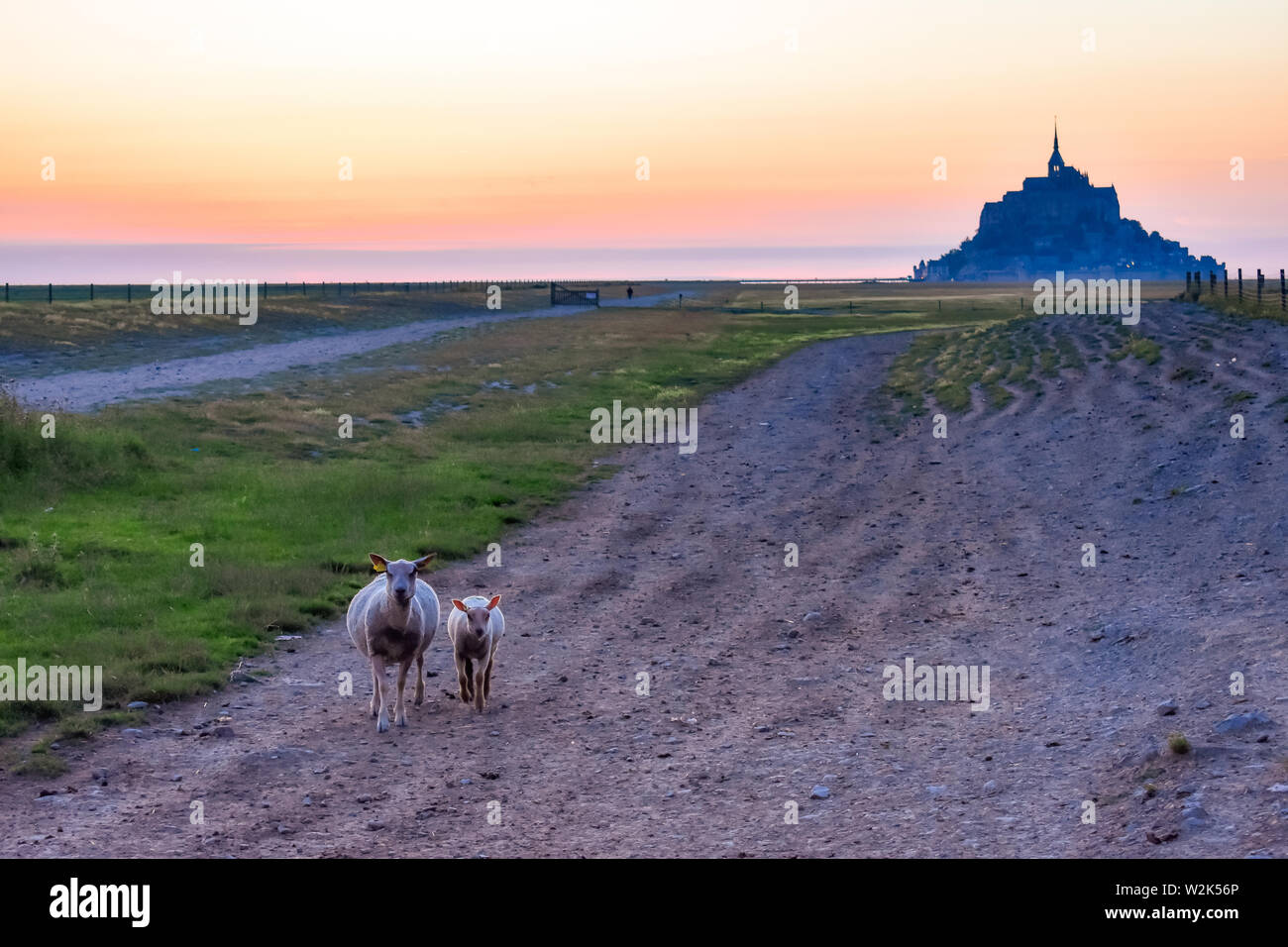 Schafe in den Vordergrund und Silhouette bei Sonnenuntergang vom Ackerland von Mont Saint Michel, Frankreich Stockfoto