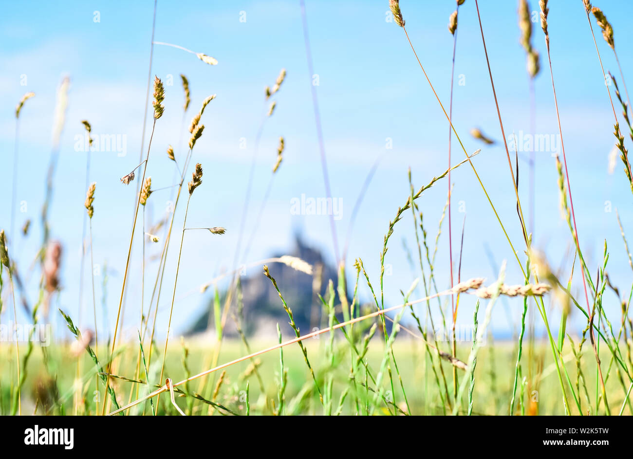 Detail von Gras im Vordergrund, mit dem Defokussierten Silhouette von Mont Saint Michel, Frankreich, im Hintergrund Stockfoto