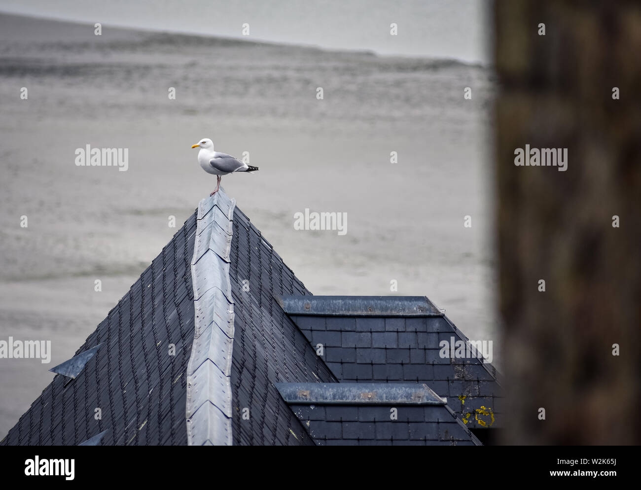 Seagull posiert das Dach eines der Mont Saint Michel Häuser. Frankreich Stockfoto