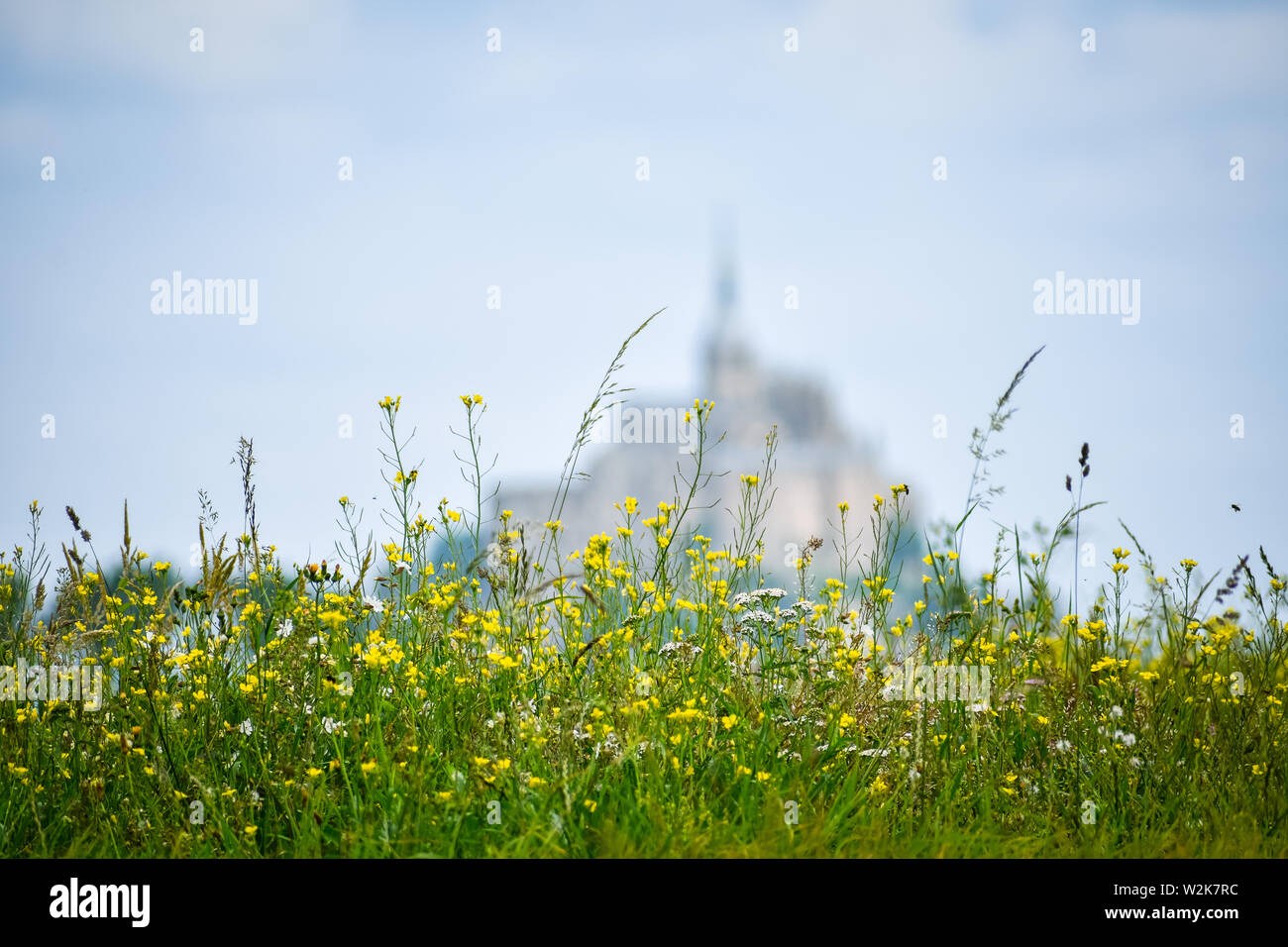 Flores en primer plano ocn silueta desenfocada del Mont Saint Michel, Frankreich. Kopieren Sie Platz für Text. Stockfoto