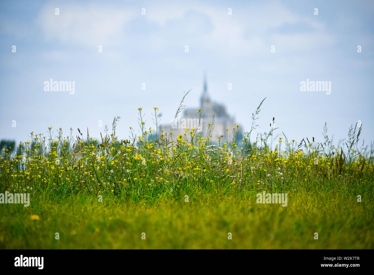 Flores en primer plano ocn silueta desenfocada del Mont Saint Michel, Frankreich. Kopieren Sie Platz für Text. Stockfoto
