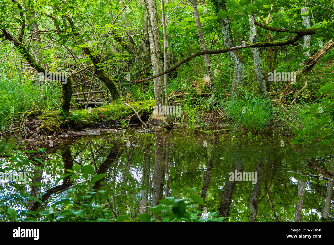 Ein Teich tief im Wald Der Nationalpark Plitvicer Seen in Kroatien