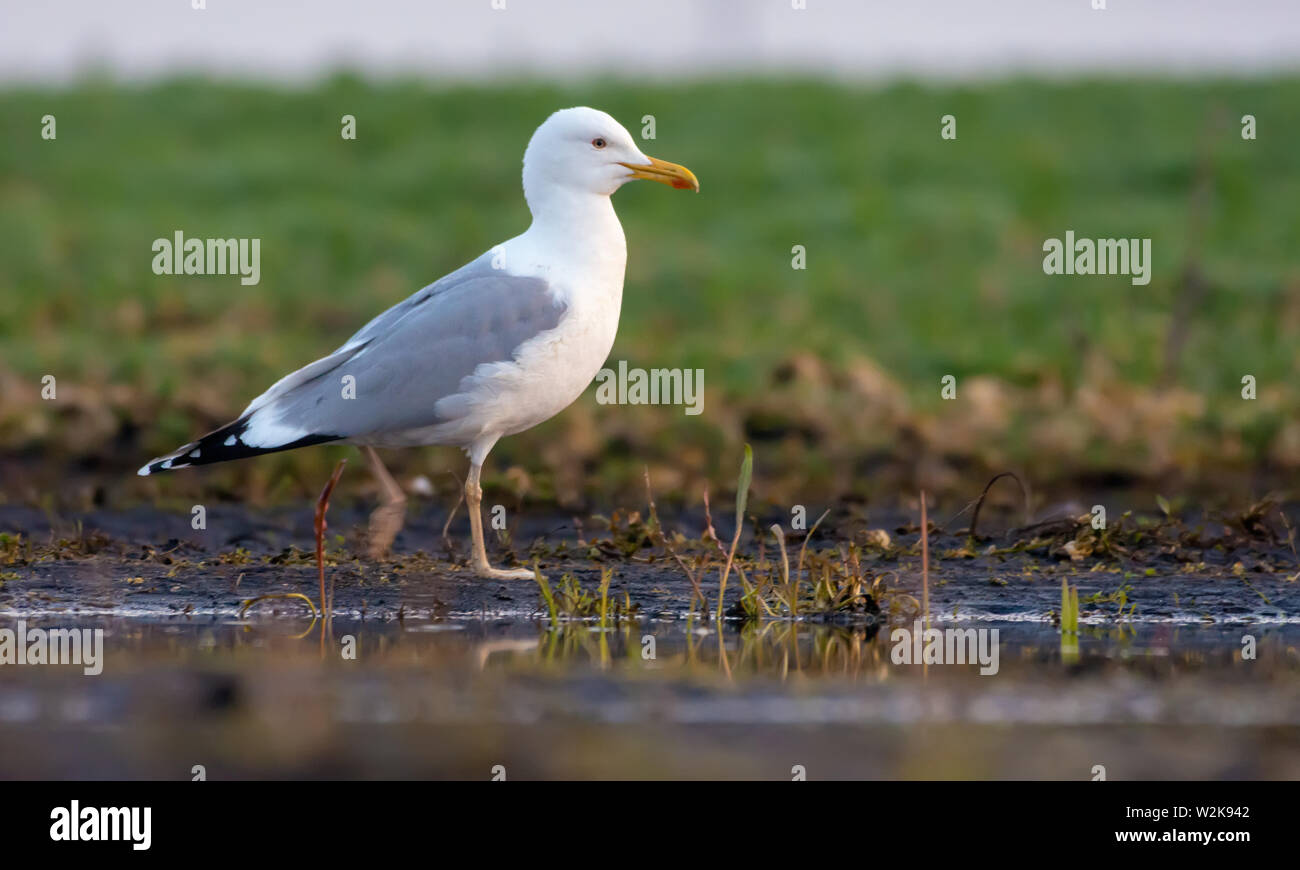 Europäische Silbermöwe Spaziergänge auf feuchten Boden in der Nähe von einem Feld Pool auf der Suche nach Essen Stockfoto