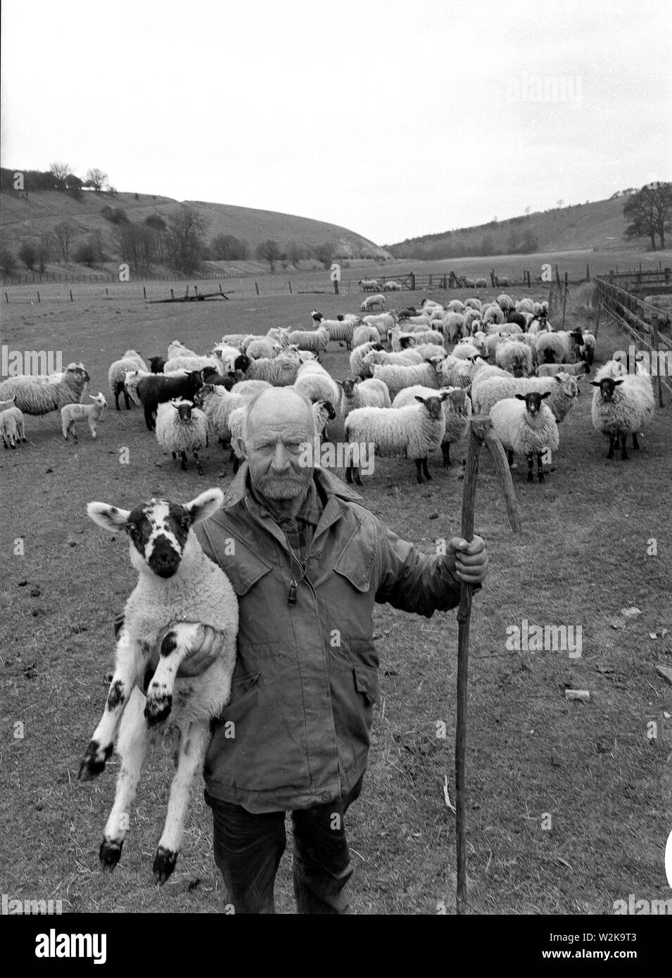 Yorkshire Hirte und seine Schafe in der Herde bei thixendale Ryedale Viertel von North Yorkshire, England. Stockfoto