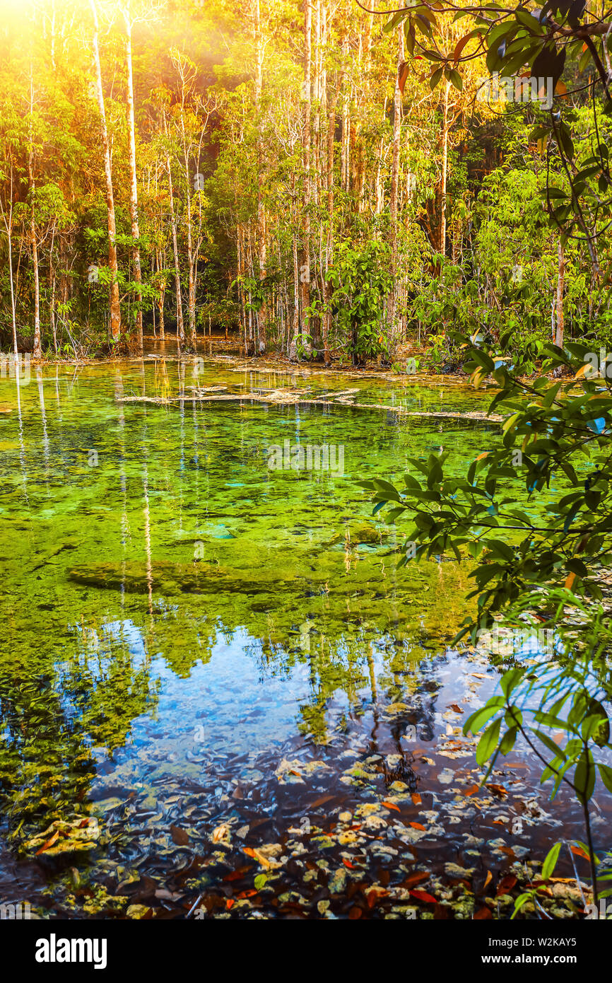Detailansicht der Ruhe blaues Wasser mit Bäumen im grünen Wald. Emerald Blue Pool, Provinz Krabi, Thailand Stockfoto