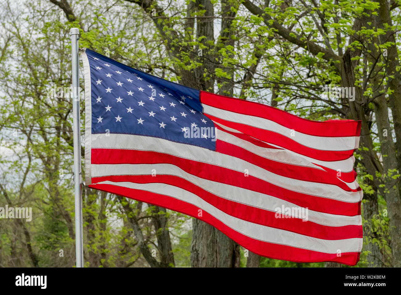 Amierican Flagge gegen die Feder Grün in den Wind Stockfoto