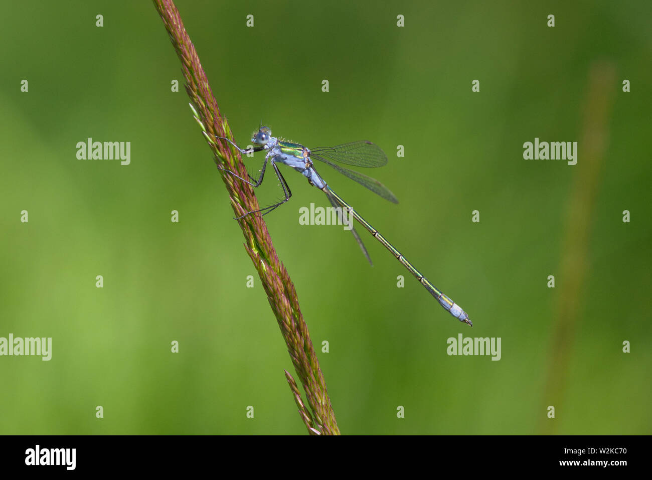 Eine knappe Emerald Damselfly, Lestes dryas, in der Sommersonne. Stockfoto